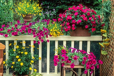 Jardinières sur le balcon